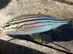 Helotes octolineatus