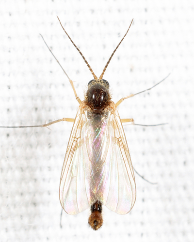 Sciophila novata