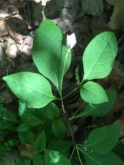 Lycianthes ciliolata