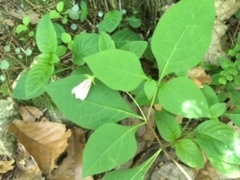 Lycianthes ciliolata