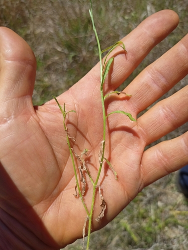 Image of Wahlenbergia gracilis by no rights reserved