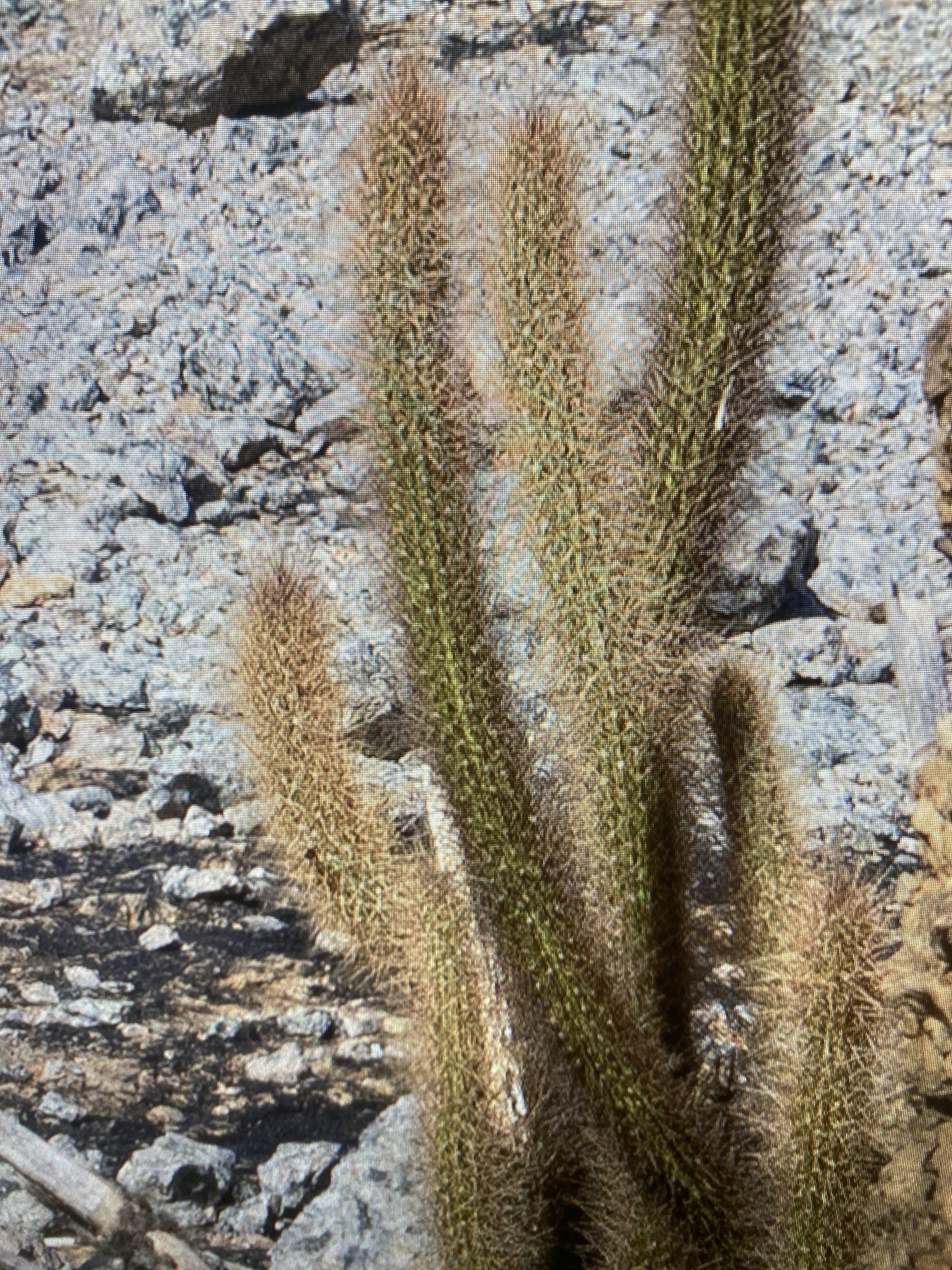 Arrojadoa rhodantha