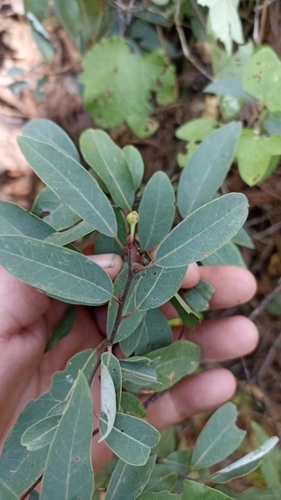 Litsea glaucescens