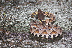 Deinagkistrodon acutus