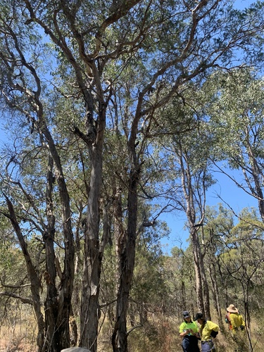 Melaleuca decora, 2024-11-08
