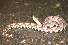 Deinagkistrodon acutus