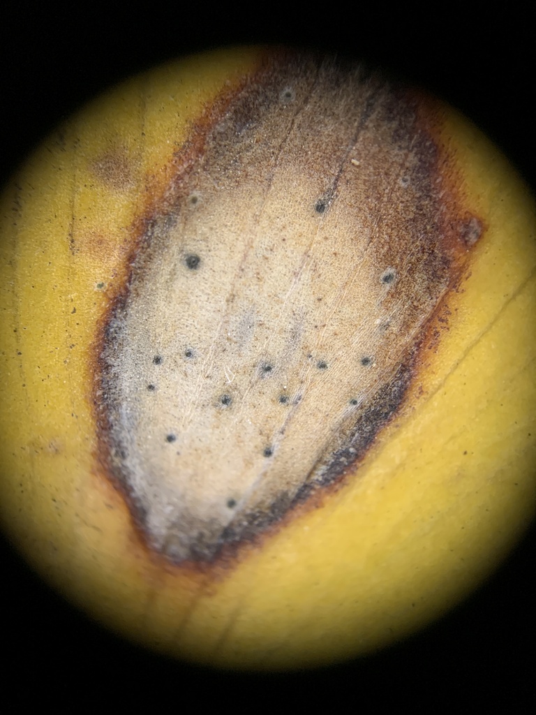 Ginkgo Leaf Blotch