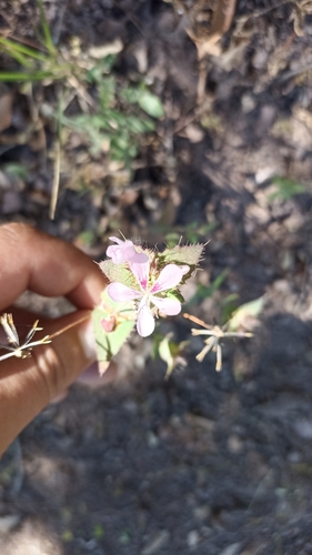 Loeselia amplectens