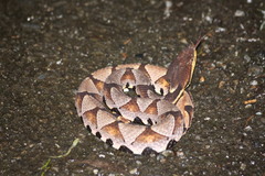 Deinagkistrodon acutus