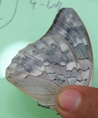 Archaeoprepona demophoon gulina