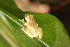 Kurixalus berylliniris