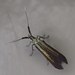 Coleophoridae - Photo (c) Eric Knopf,  זכויות יוצרים חלקיות (CC BY-NC), הועלה על ידי Eric Knopf