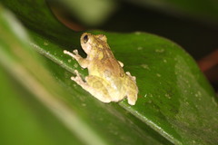 Kurixalus berylliniris