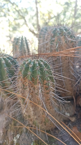 Echinocereus acifer tubiflorus