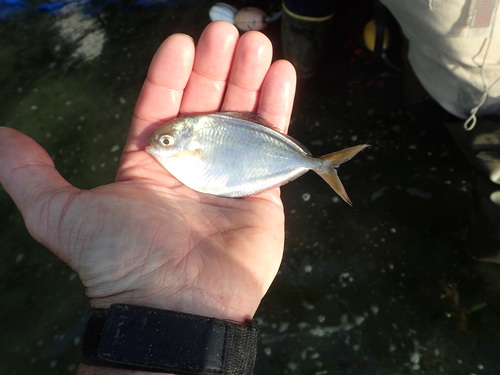 Butterfish (Peprilus simillimus) — Stromateidae — 5