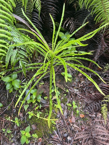 Cyanea kuhihewa