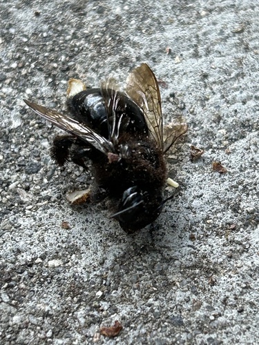 Horse-fly Carpenter Bee photo 3
