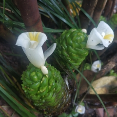 Costus dubius