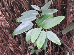 Smilax hypoglauca