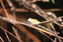 Kurixalus berylliniris