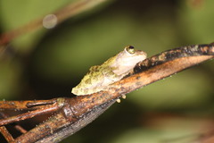 Kurixalus berylliniris