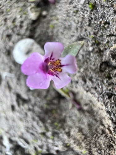 Image of Diplacus jepsonii by no rights reserved