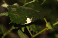 Satsuma albida