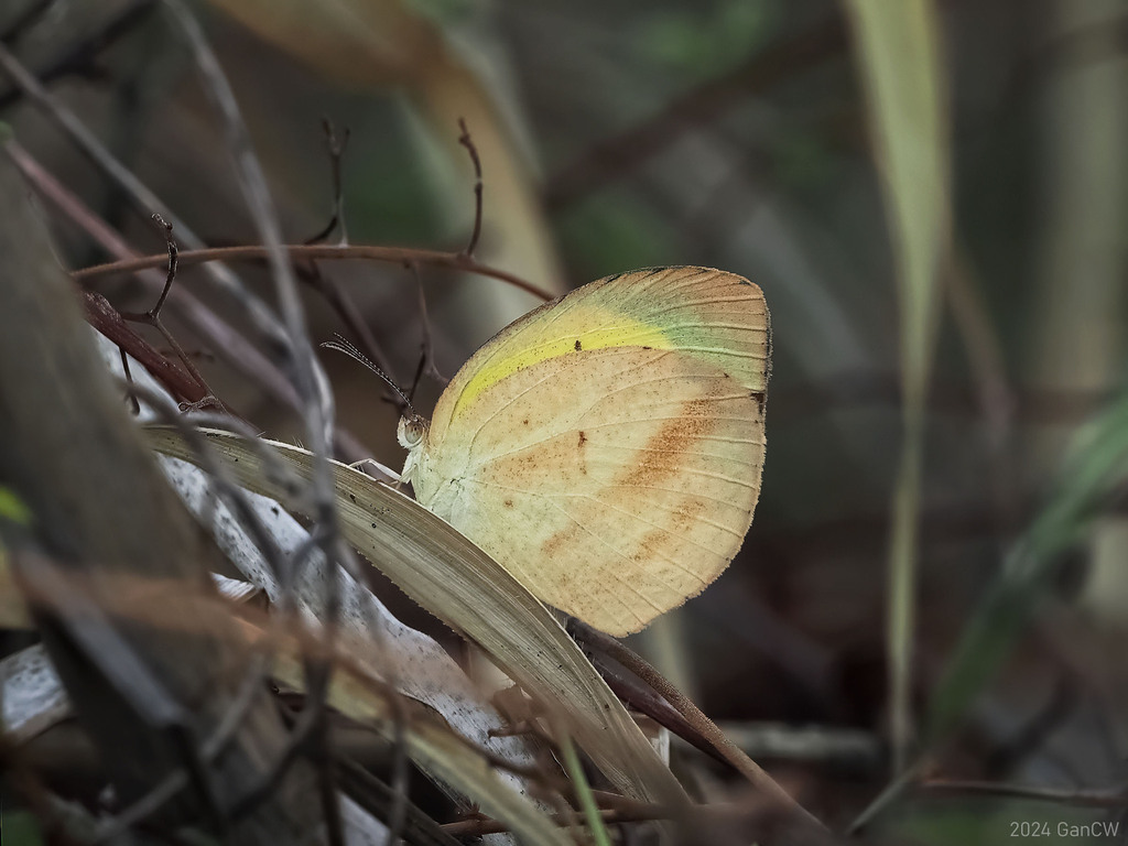 Lined Grass-yellow