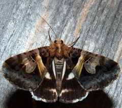 Drasteria grandirena