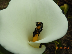 Astylus sexguttatus
