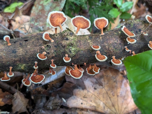 yellow stemmed micropore (Microporus xanthopus)