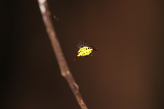Gasteracantha sauteri