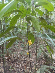 Abuta grandifolia