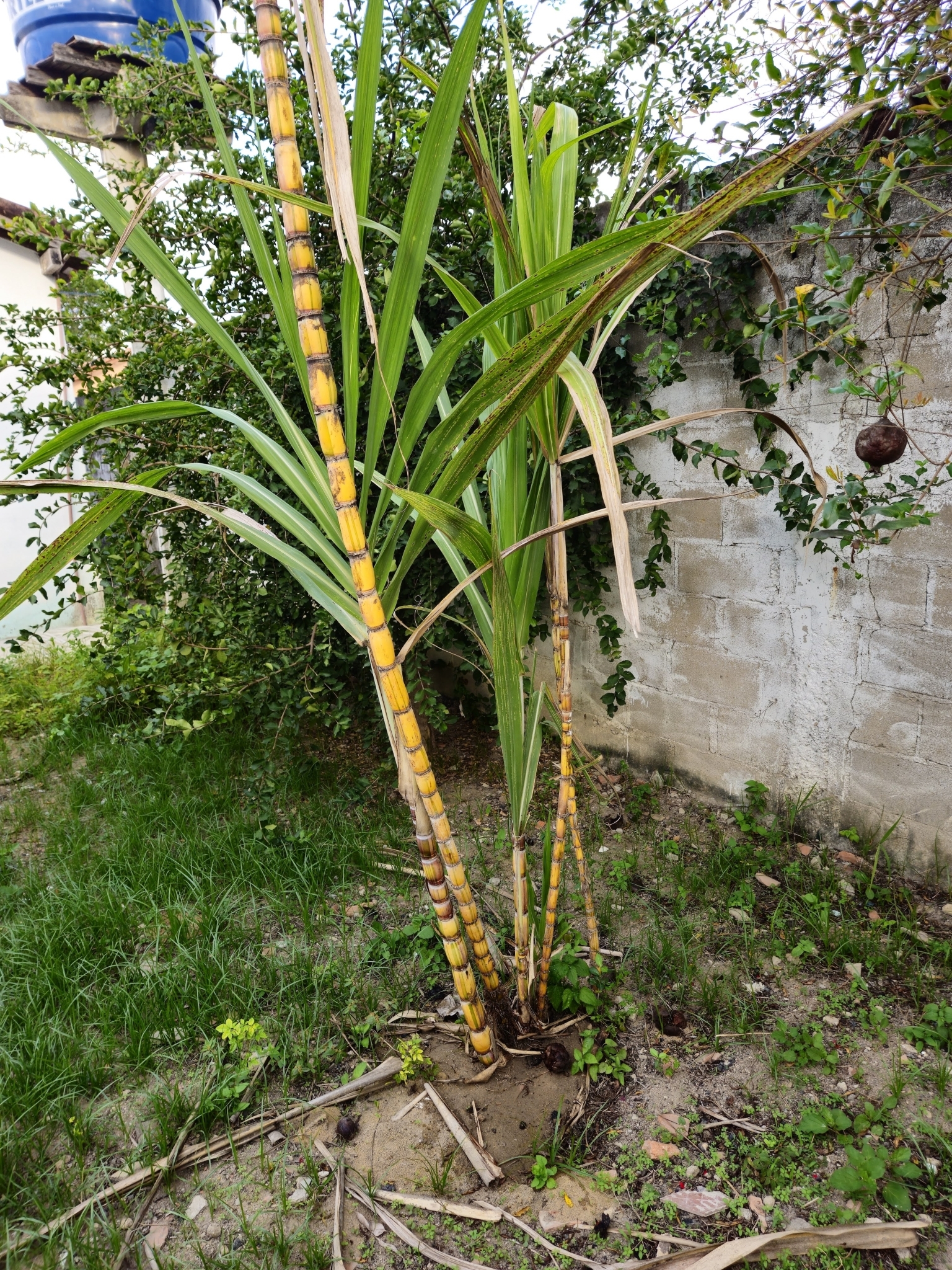 Saccharum officinarum