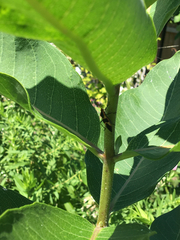 Oncopeltus fasciatus