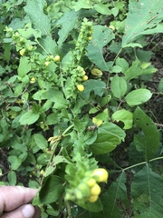 Dasistoma macrophylla