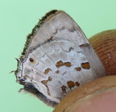 Tmolus echion