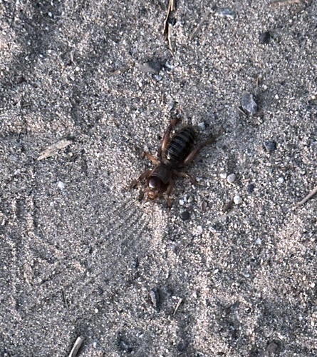 North American Jerusalem Crickets