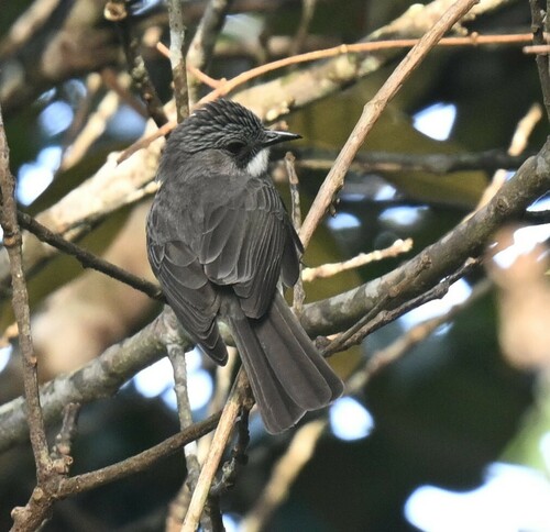 Cinereous Bulbul (Hemixos cinereus), photo 9