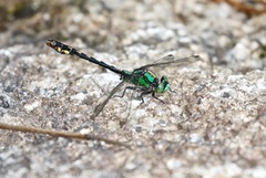 Ophiogomphus mainensis