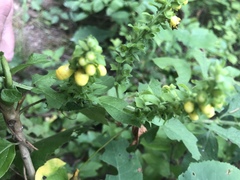 Dasistoma macrophylla