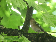 Fringilla coelebs