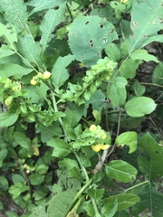 Dasistoma macrophylla