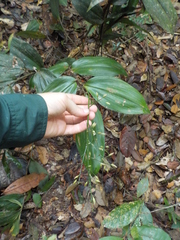 Ichnanthus panicoides