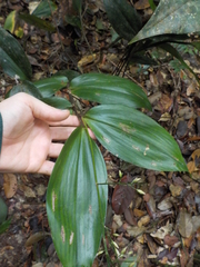 Ichnanthus panicoides