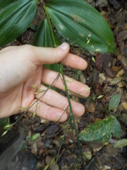 Ichnanthus panicoides