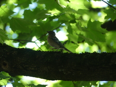 Fringilla coelebs