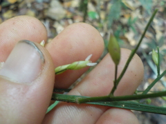 Ichnanthus panicoides