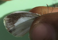 Eurema daira eugenia