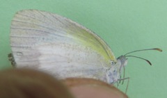 Eurema daira eugenia